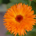 bloem-41