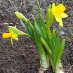 narcis