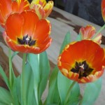 tulpen