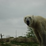 dierentuin-1