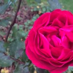 WP_20151205_13_48_22_Pro