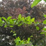 WP_20160519_13_33_53_Pro