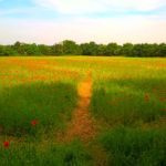 SavedPicture-2016612103120.jpg