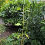 WP_20160630_10_52_32_Pro